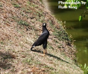 Great Black Hawk